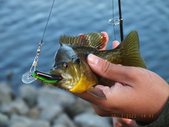 Lepomis macrochirus × cyanellus