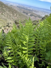 Polypodium californicum