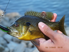 Lepomis macrochirus × cyanellus