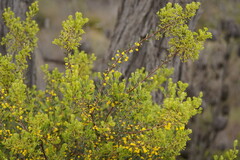 Acacia brachybotrya