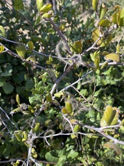 Cercocarpus minutiflorus