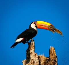 Ramphastos toco