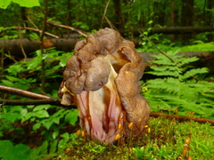 Gyromitra sphaerospora