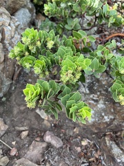 Arctostaphylos imbricata