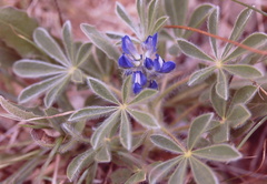 Lupinus micranthus