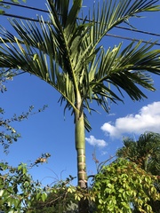 Ptychosperma elegans