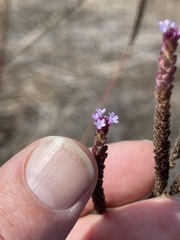 Verbena litoralis