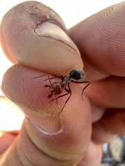 Myrmecocystus placodops