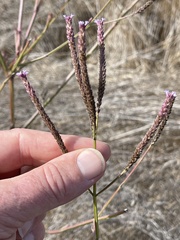 Verbena litoralis