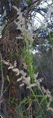 Melica sarmentosa