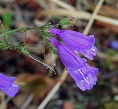 Penstemon richardsonii