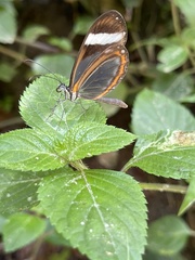 Dismorphia theucharila