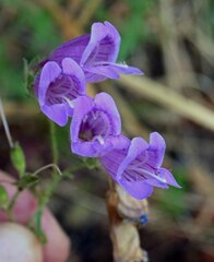 Penstemon richardsonii
