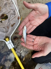 Hybognathus nuchalis