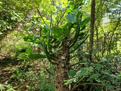 Brasiliopuntia brasiliensis