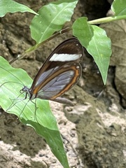 Dismorphia theucharila