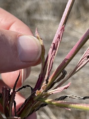 Verbena litoralis