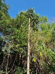Brasiliopuntia brasiliensis