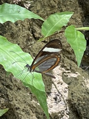 Dismorphia theucharila