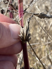 Verbena litoralis