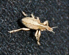 Charagmus gressorius