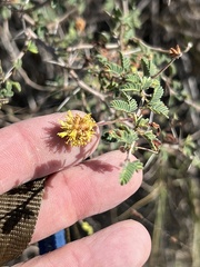 Prosopis reptans