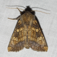 Papaipema cataphracta