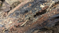 Trichaleurina tenuispora