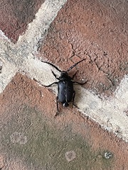 Prionus laticollis