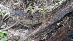 Trichaleurina tenuispora