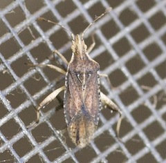 Harmostes fraterculus