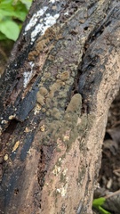 Trichaleurina tenuispora