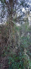 Melica sarmentosa