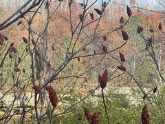 Rhus
