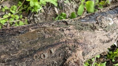 Trichaleurina tenuispora