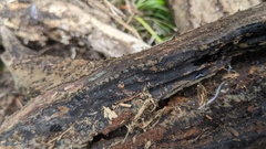 Trichaleurina tenuispora