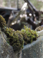Orthotrichum anomalum