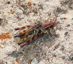 Melanoplus lakinus