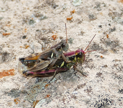 Melanoplus lakinus