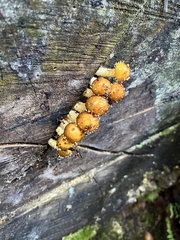 Pholiota aurivella