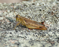 Melanoplus yarrowii