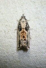 Epinotia nisella