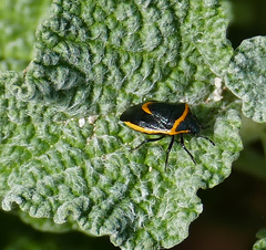 Cosmopepla decorata