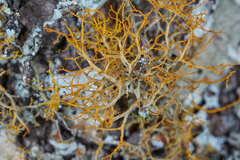 Teloschistes flavicans