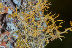 Teloschistes flavicans