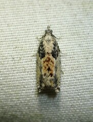 Epinotia nisella