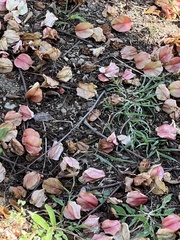 Koelreuteria paniculata