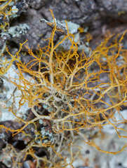 Teloschistes flavicans