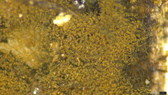 Trichaleurina tenuispora