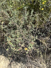 Prosopis reptans